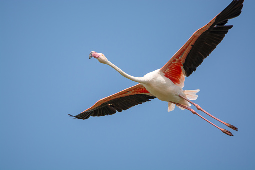 Flamingo Voando 