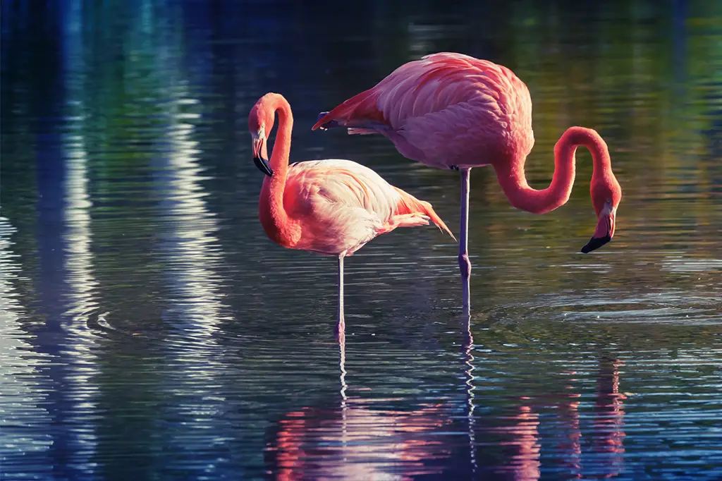 Flamingo em Uma Perna Só 