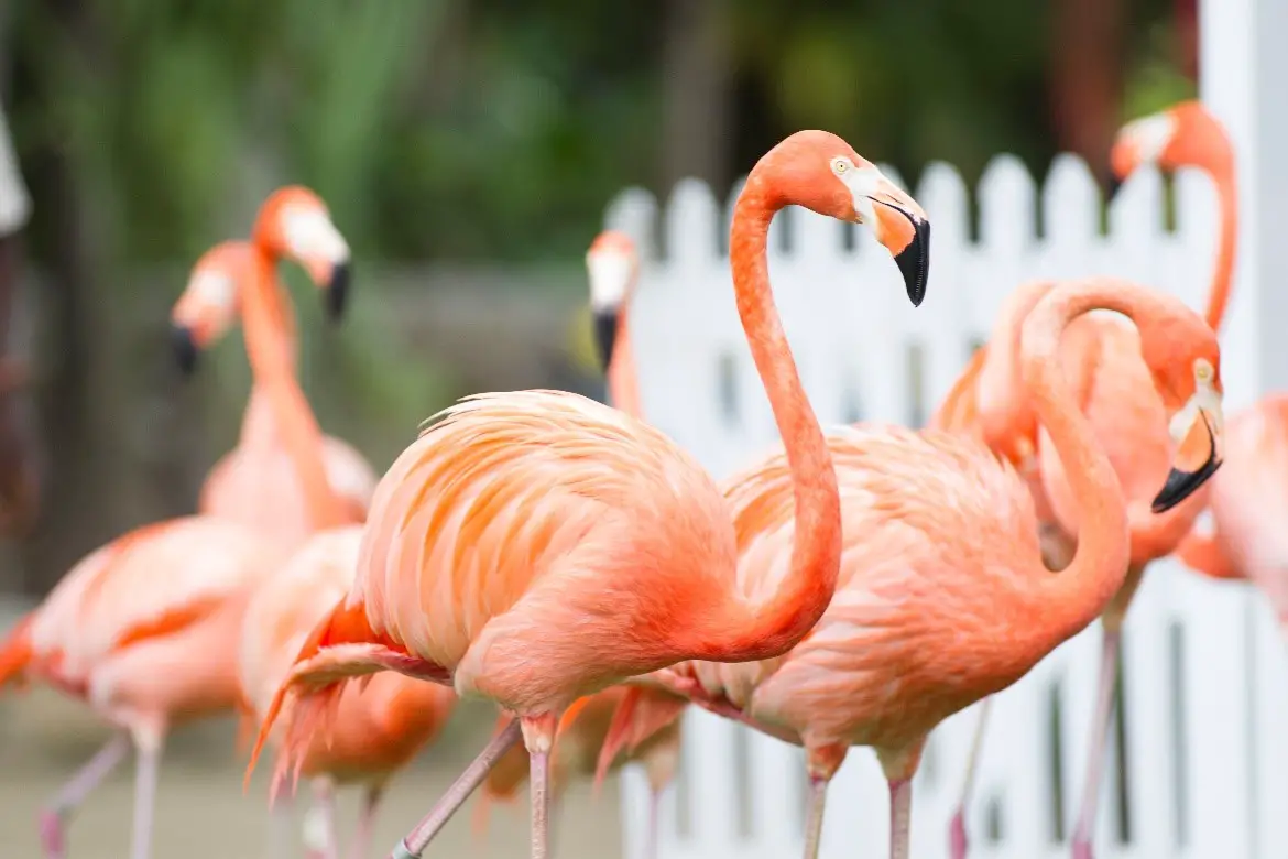Flamingos Americano Agrupados 