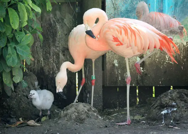 Flamingos de Estimação 