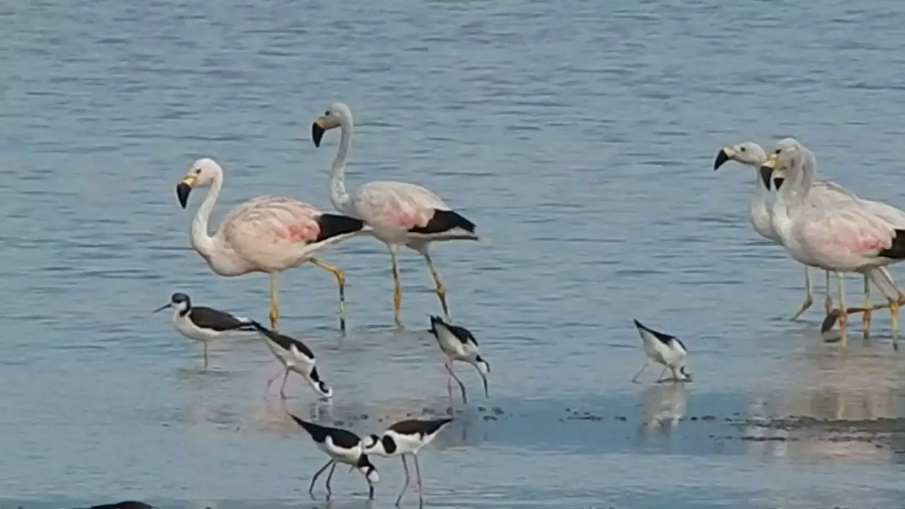 Flamingos em Santa Catarina 