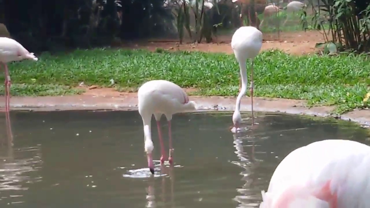 Flamingos no Brasil - Foz do Iguaçu 