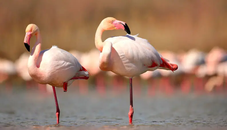 Flamingos se Equilibrando em Uma Perna Só 