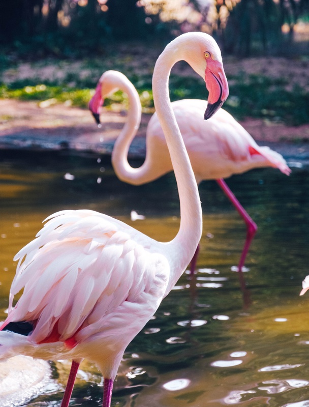 Reprodução do Flamingo: Filhotes e Período de Gestação