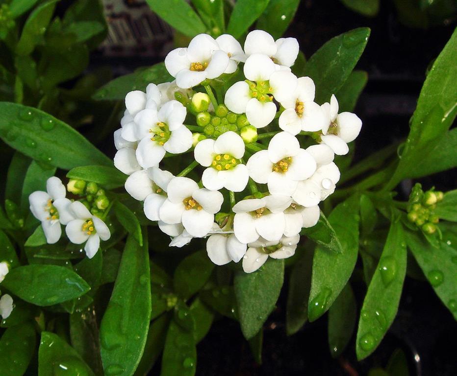 Tudo Sobre a Flor Alisso Características, Nome Científico e Fotos