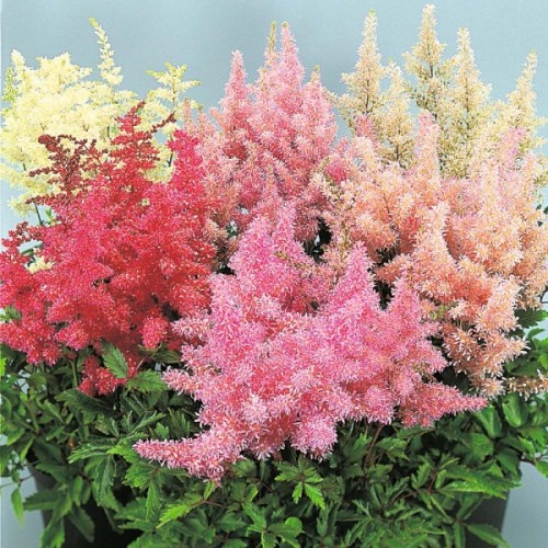 História da Astilbe e Origem da Flor