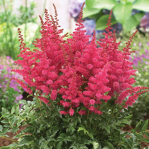 Flor Astilbe Vermelha no Jardim