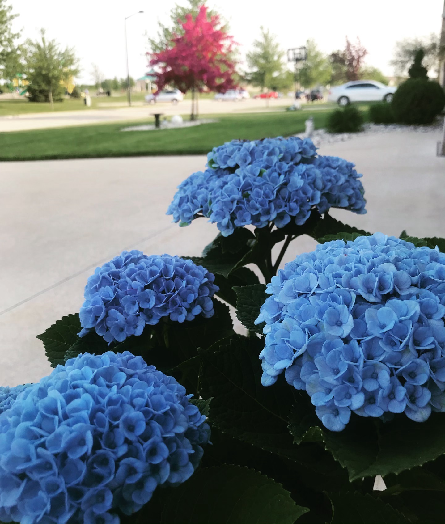 Flor Astromelia Azul Natural: Características, Nome Científico e Fotos |  Mundo Ecologia