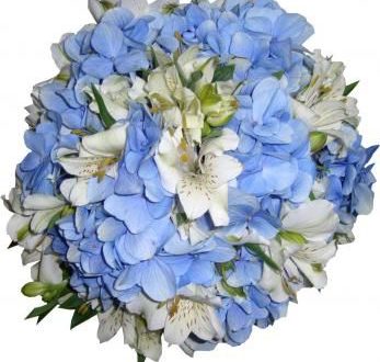 Flor Astromelia Azul Natural: Características, Nome Científico e Fotos |  Mundo Ecologia