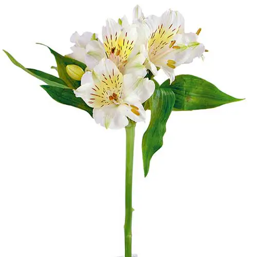 Flor Astromelia Branca Natural: Características e Fotos | Mundo Ecologia