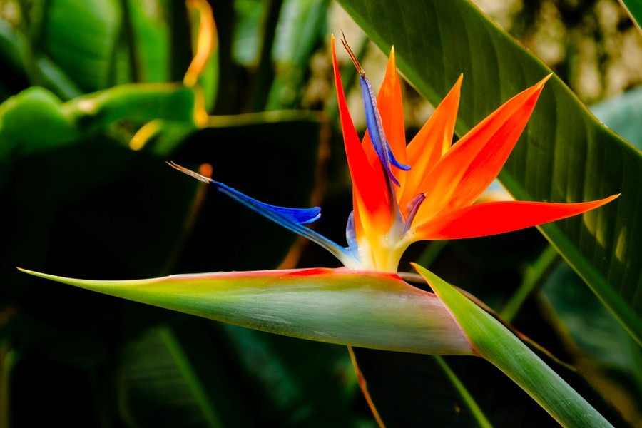 Como Plantar a Flor Ave do Paraíso e Conseguir Mudas