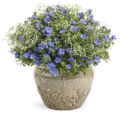 Flor Azulzinha no Vaso 