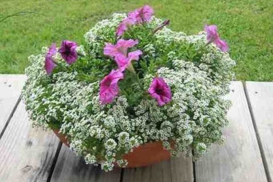 Flor De Mel no Vaso na Varanda