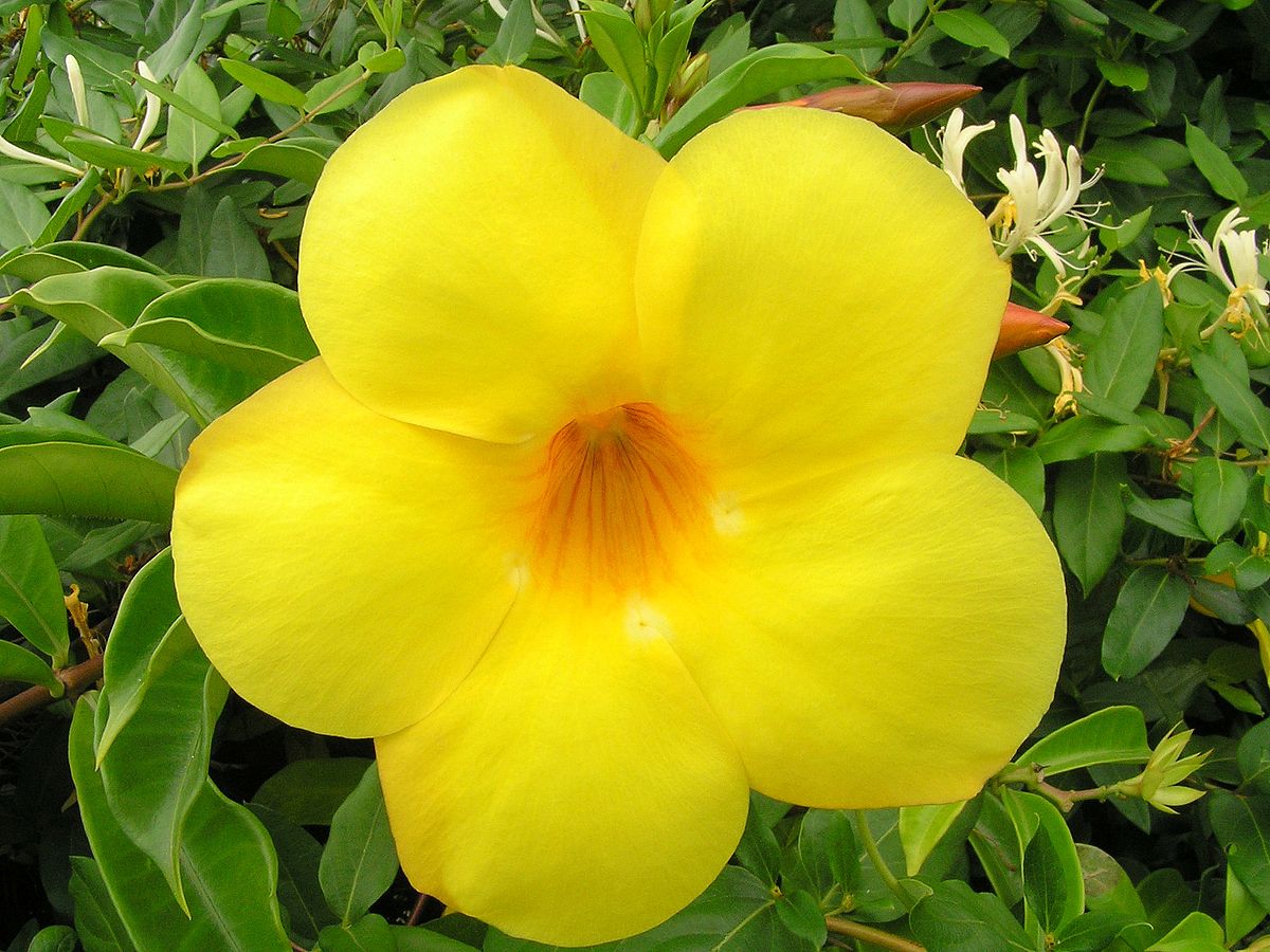 Flor da Espécie Alamanda 