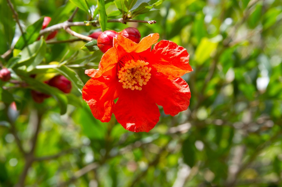 Flor da Romã ou Româzeira: Caracteristicas Botanicas e Fotos