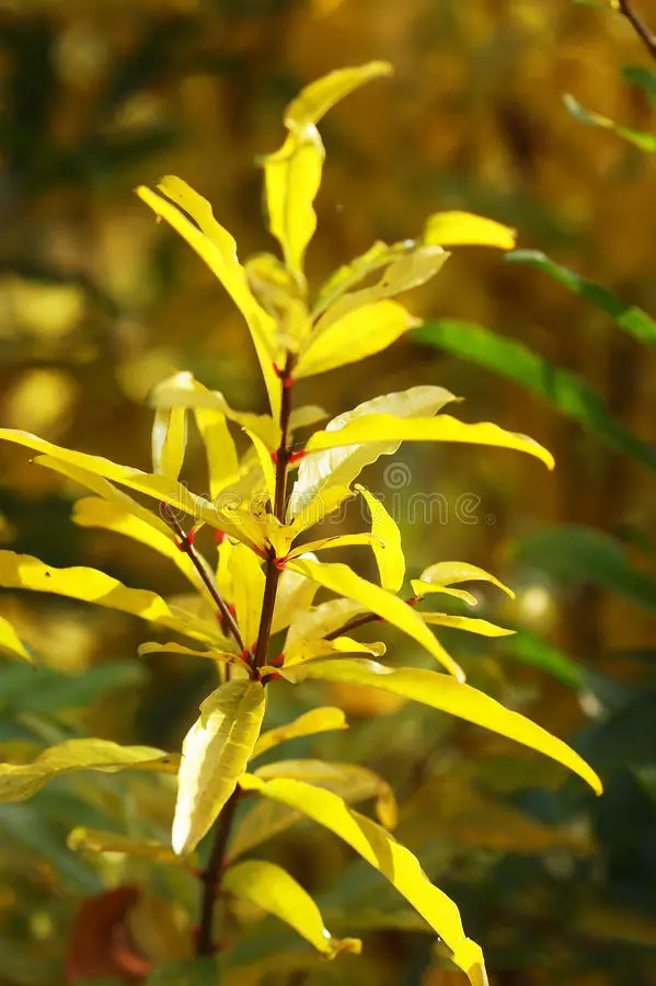 Folhas Amareladas da Romã Amarela