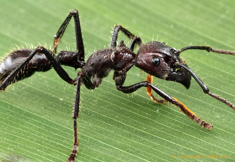 Formiga Cabo-Verde