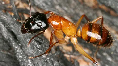 Formiga de Cabeça-Preta