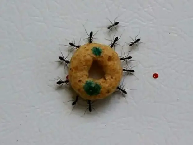Formigas Carregando Comida Juntas 