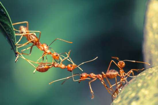 Formigas Trabalhando Juntas 