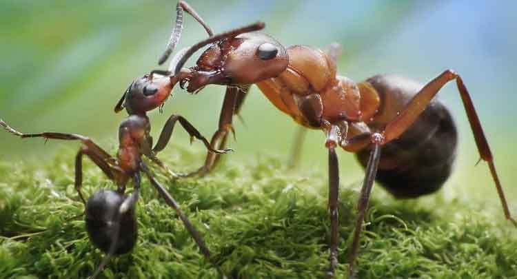 Formigas se Alimentando