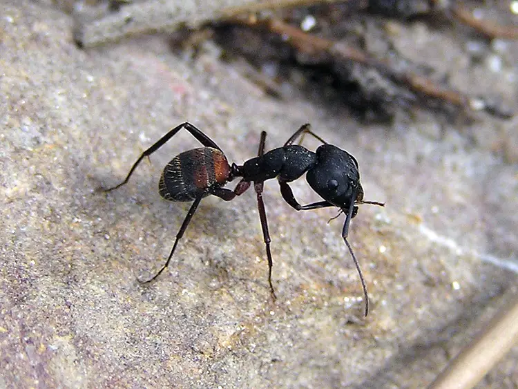 Formigas 