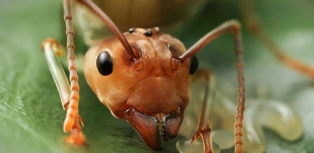 Foto Frontal de uma Formiga