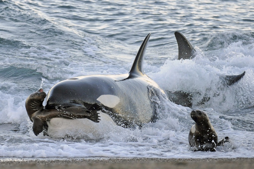 Foto de uma Baleia Assassina Em Pleno Ataque