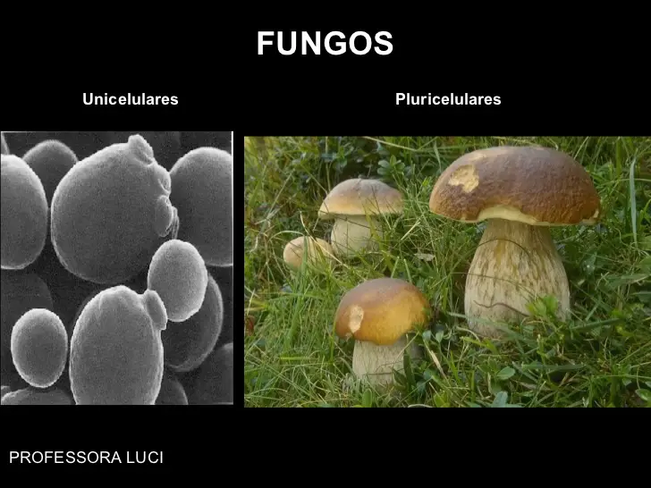 Fungos Unicelulares e Pluricelulares 