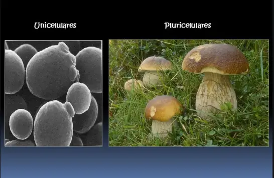 Fungos Unicelulares e Pluricelulares