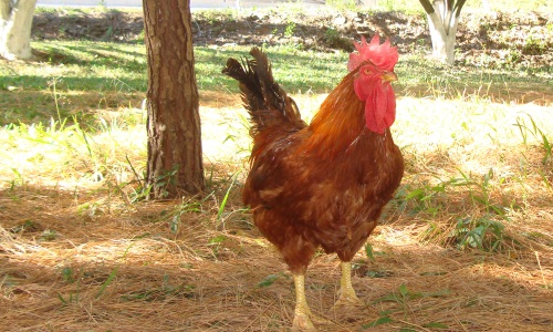 Galinha Pesadão Vermelho