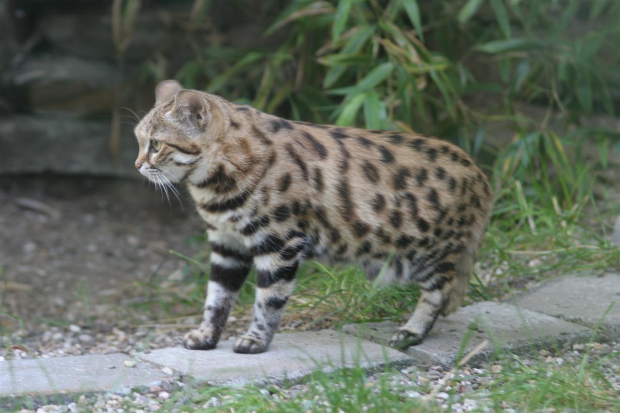 Gato de Patas Negras