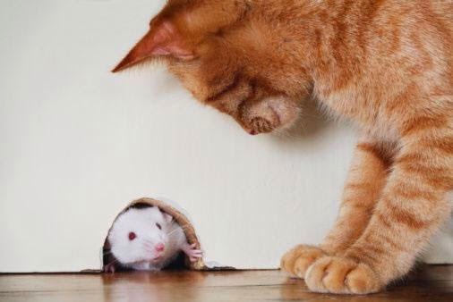 Gato e Rato se Olhando 