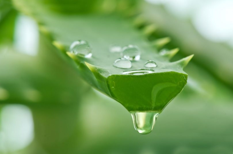 Tudo Sobre a Babosa: Características, Nome Científico e Fotos | Mundo  Ecologia