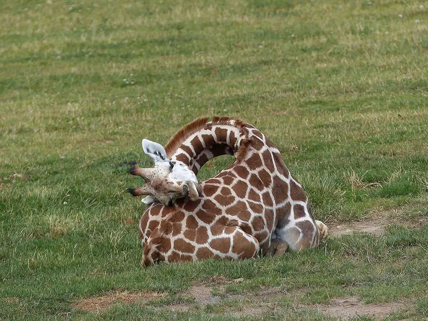 Girafa Dormindo 