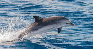 Golfinho-Pintado-Pantropical Saltando na Água