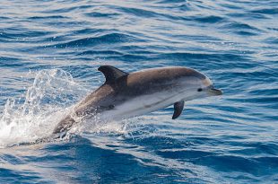 Golfinho-Pintado-Pantropical Saltando na Água