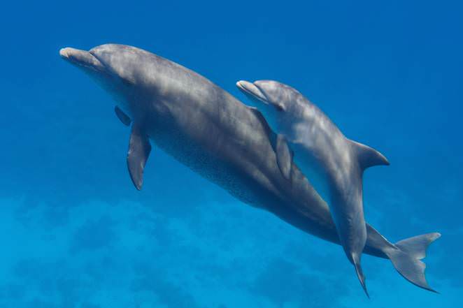 Golfinhos 