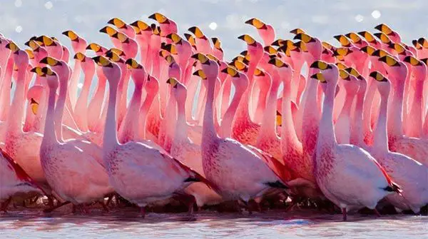 Grupo Grande de Flamingos Rosa