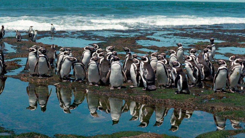 Grupo Grande de Pinguins das Galápagos 
