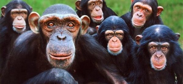 Grupo de Chimpanzés Sendo Fotografados 