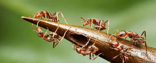 Grupo de Formigas se Comunicando 