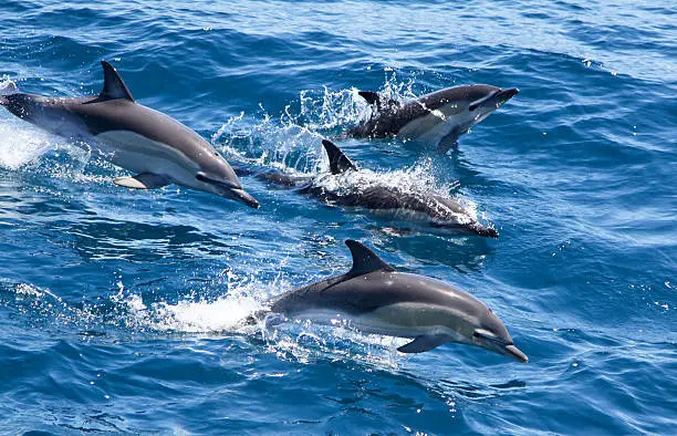 Grupo de Golfinhos Comuns