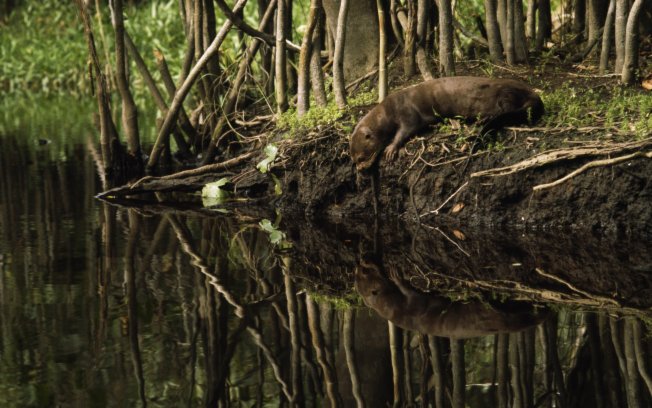 Habitat da Ariranha