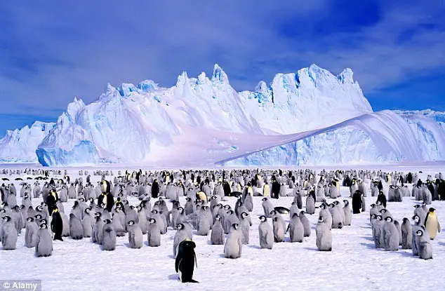 Habitat dos Pinguins