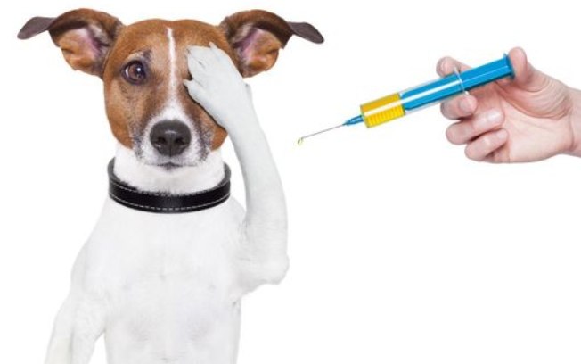 Hepatite Infecciosa Canina 