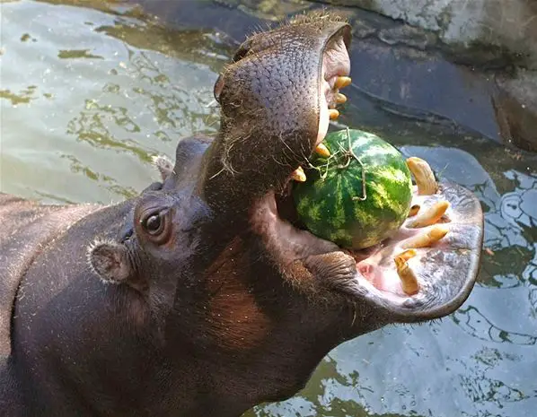Hipopótamo Comendo
