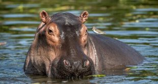 Hipopótamo Dentro da Água