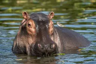 Hipopótamo Dentro da Água