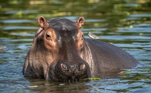 Hipopótamo Dentro da Água 